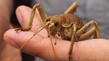 'They've been missing for about 200 years': Giant wētā return to Bay of Islands