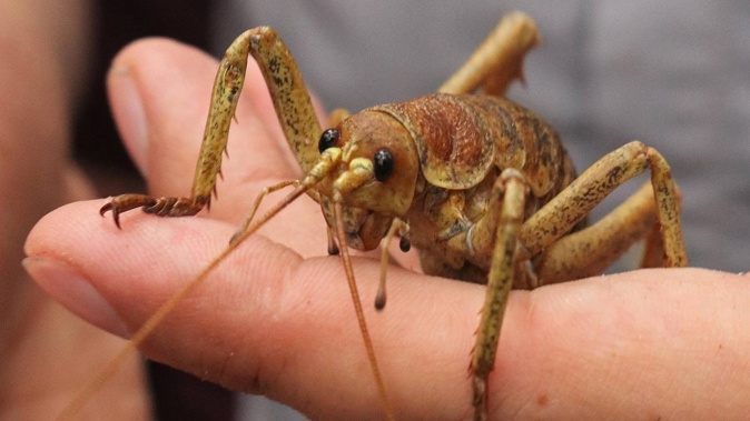 A female wētāpunga, or giant wētā, during a previous release in the Bay of Islands. Photo / Peter de Graaf