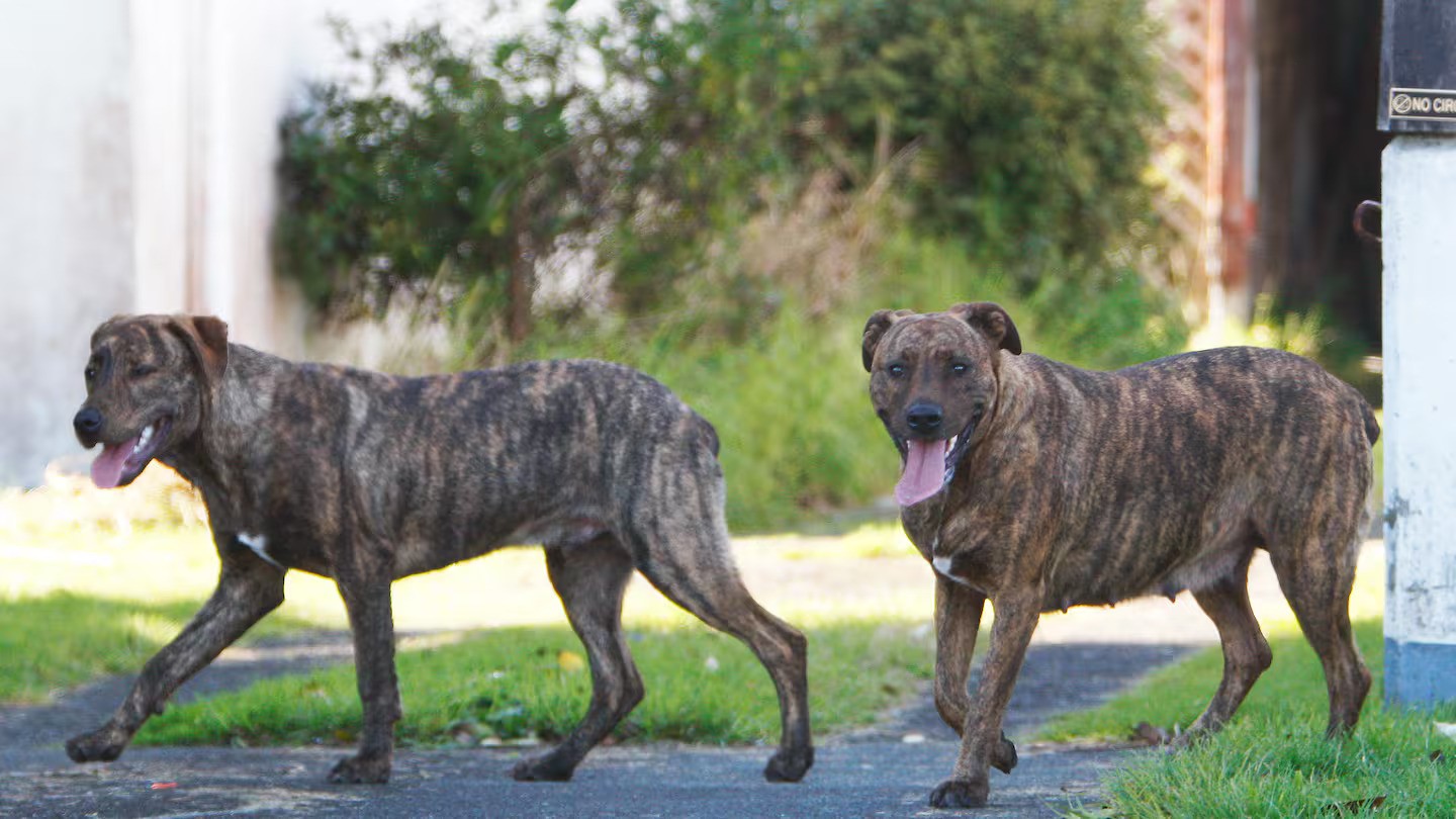 A Kaikohe resident believes raising awareness is crucial when it comes to dogs. Photo / NZME