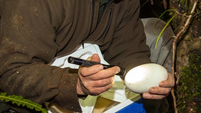Forest Lifeforce Restoration Trust chairman Simon Hall examines a kiwi egg retrieved as part of Operation Nest Egg from the Maungataniwha Native Forest.