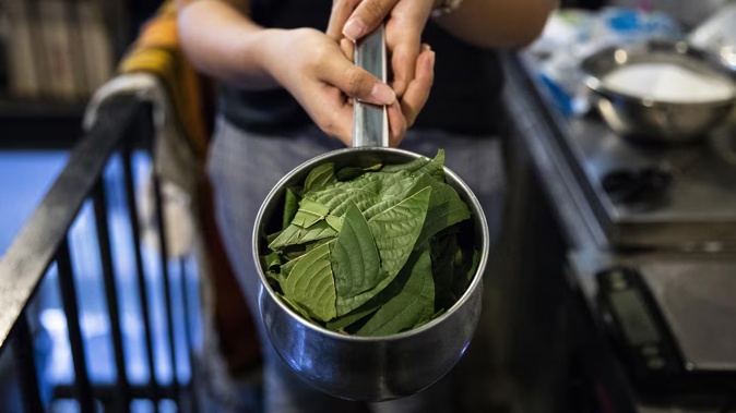 Leaves are prepared for kratom tea in Bangkok in 2021. Photo / Getty Images