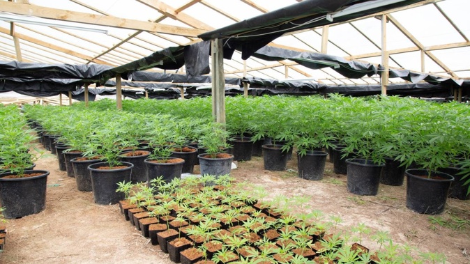 Truong ordered 2000 pots pictured here from Kaiwaka business, Primehort who gave evidence in the trial. Photo / Supplied