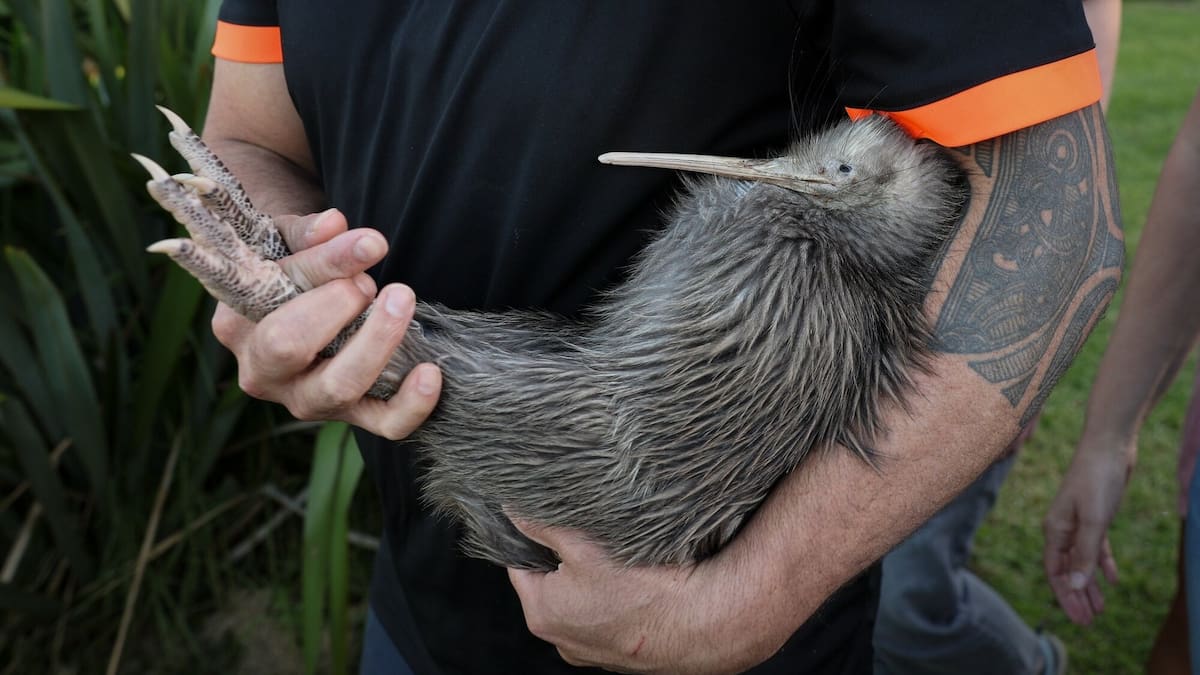 Kiwi trainer Will Kahu carries a kiwi to a new home on Waiheke Island. Photo / Sylvie Whinray