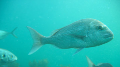 New Zealand Food Safety says snapper caught in Kaipara Harbour showing elevated aluminium levels are safe to eat as long as they are healthy and not showing "zombie" symptoms. Photo / NZME