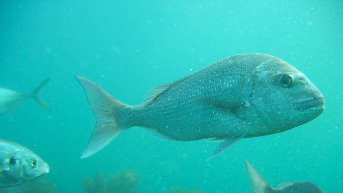New Zealand Food Safety says snapper caught in Kaipara Harbour showing elevated aluminium levels are safe to eat as long as they are healthy and not showing "zombie" symptoms. Photo / NZME