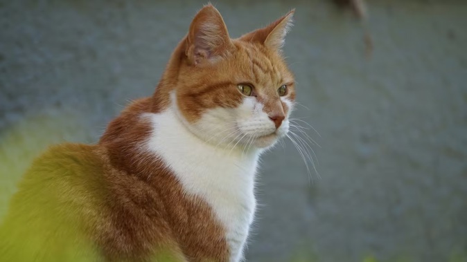 The tenant left three cats locked inside the rental property when she moved out.