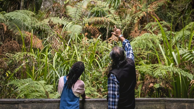 Waipoua Forest inn Northland, New Zealand is under threat of kauri dieback. Photo / Tourism NZ