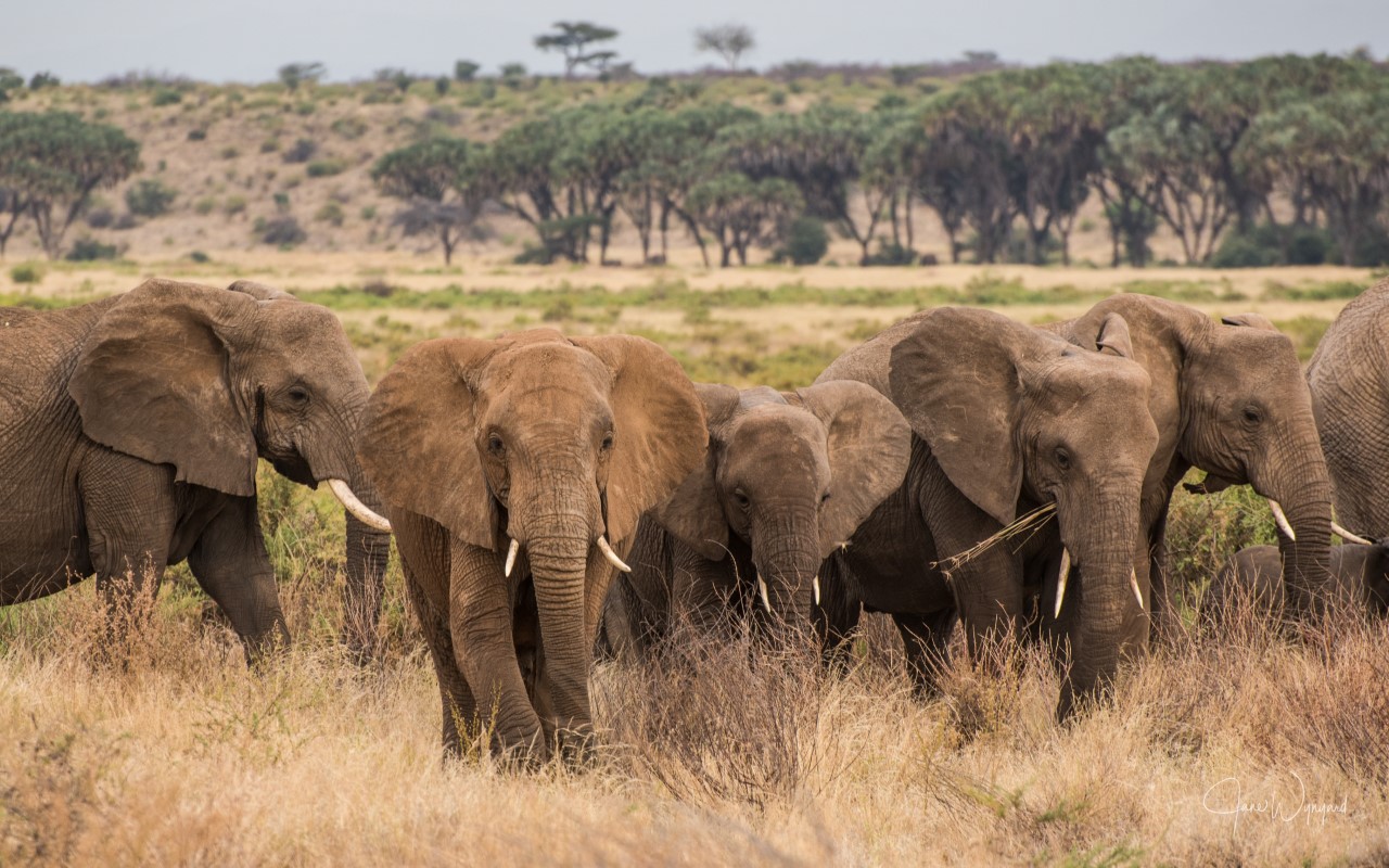 (Photo / Jane Wynyard)