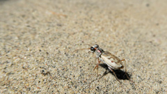 Tiger beetle. Photo / Getty Images