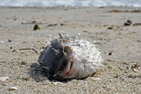 Puffer fish contain a poison that attacks the nerves and causes death to the victim. Back in 2017, a washed-up puffer fish was seen on Mount main beach. Photo / George Novak