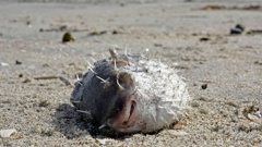 Puffer fish contain a poison that attacks the nerves and causes death to the victim. Back in 2017, a washed-up puffer fish was seen on Mount main beach. Photo / George Novak