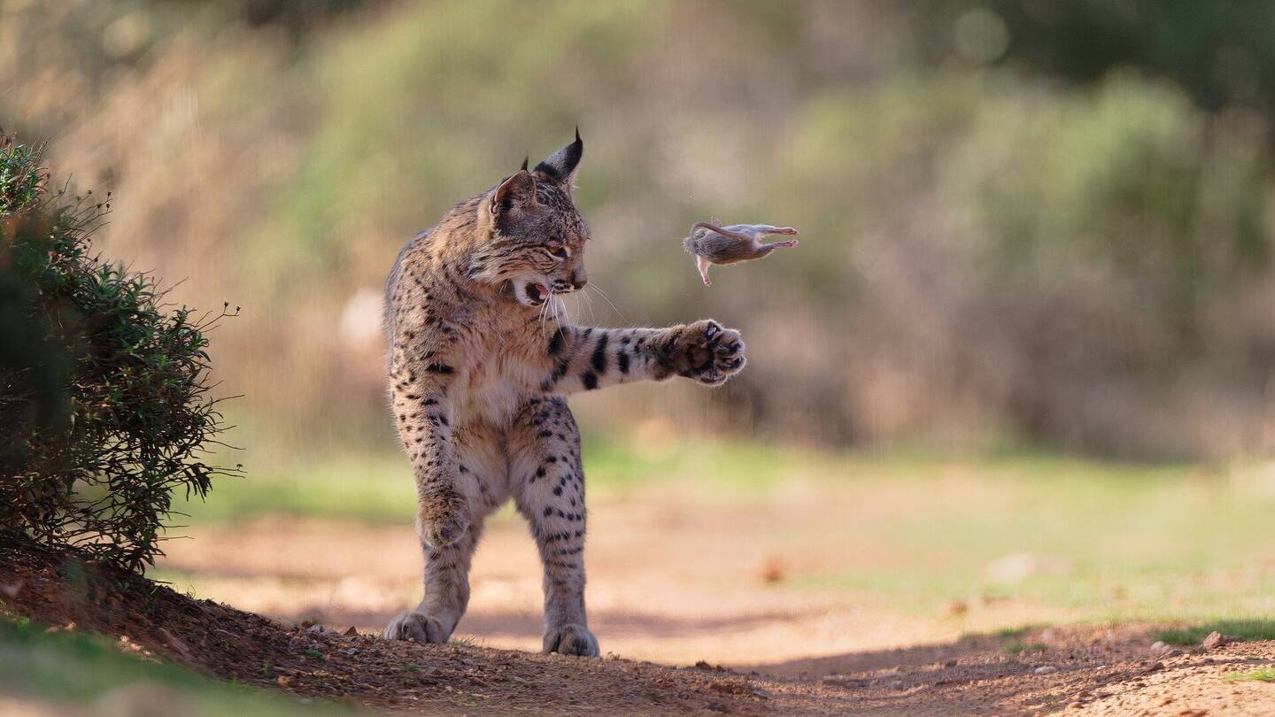 Winning wildlife photographer has the lynx effect