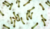 Corynebacterium diphtheriae, illustration - stock illustration