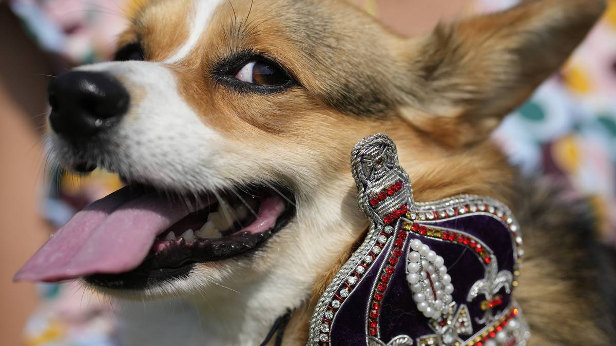 Maggi, a Pembrokeshire corgi with her owner, takes part in a parade of corgi dogs in memory of the late Queen Elizabeth II, near Buckingham Palace in London. (Photo / AP)