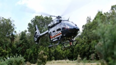 Tauranga: Man critically injured by falling tree in Pyes Pa