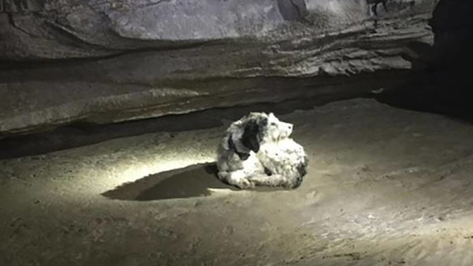 A 13-year-old dog named Abby was found by cavers in Missouri. Photo / AP