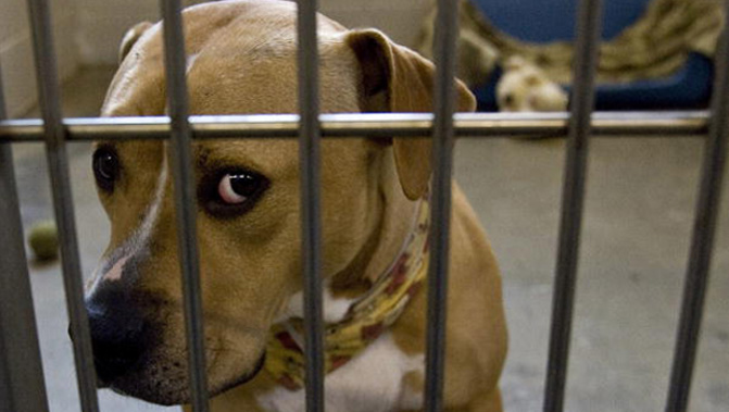 SPCA Canterbury's accommodation is filling up fast, and they're urging anyone looking to adopt to come in for a visit (File photo: Getty Images)