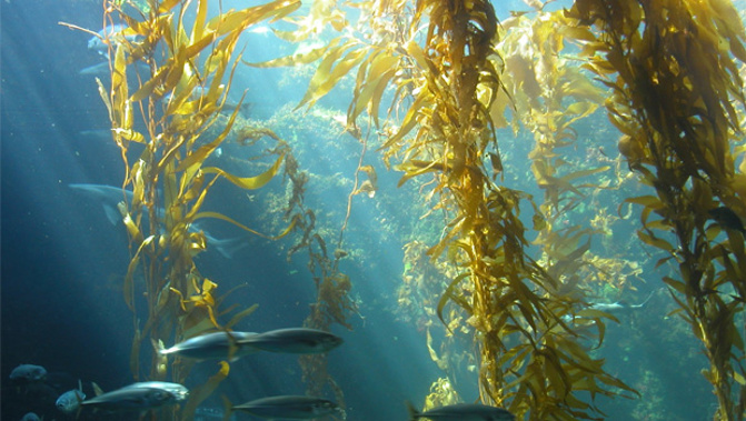 Bay of Plenty beaches are being invaded by slimy, smelly bright green sea lettuce. (Stockxchng)
