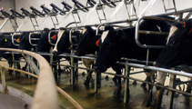 Dairy prices fall 5 per cent in overnight auction