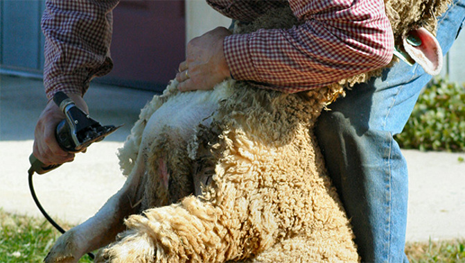 An attempt at breaking the world sheep shearing record has been abandoned. (stockxchng)