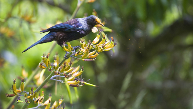 Zealandia Wildlife Sanctuary in Wellington. (Getty Images)