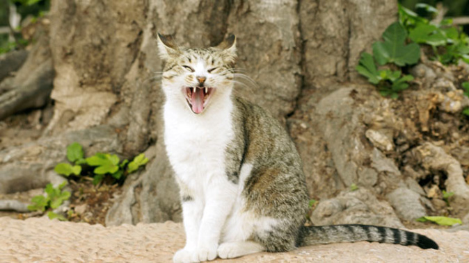 An angry cat (Getty)