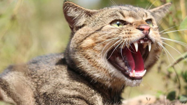 The Huddle: Controversy over feral cat hunting competition and John Tamihere's divisive Stuff article
