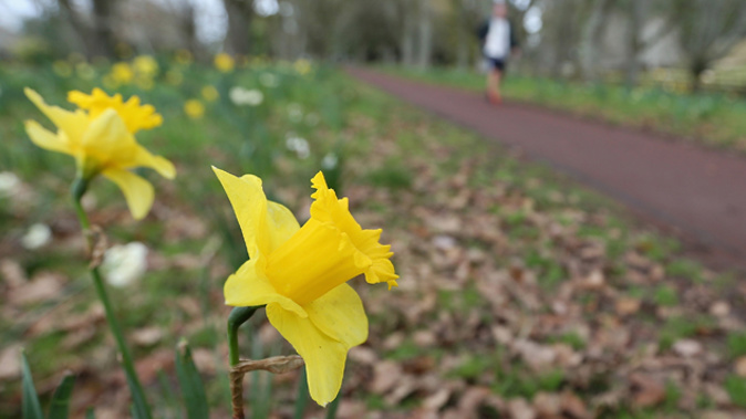 Daffodils, which should not be eaten. (Getty Images)