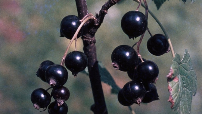 Blackcurrant berries (Getty Images)