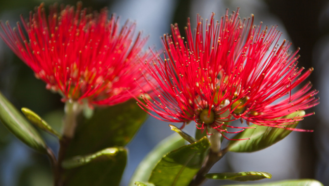 Pohutukawa flowers (Getty Images)