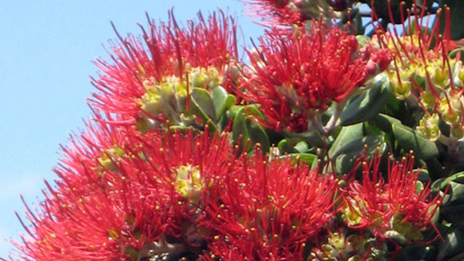 Pohutukawa tree (Photo / NZME)