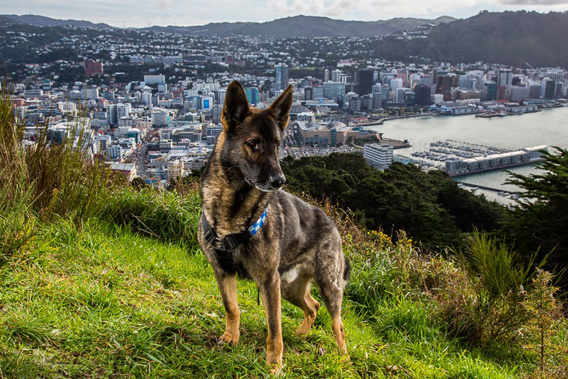 Police Dog
