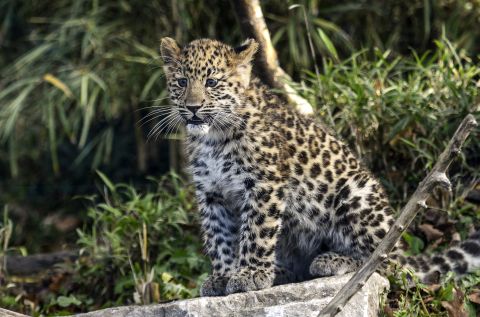 Rarest Big Cat On The Amur Leopard No Longer Critically