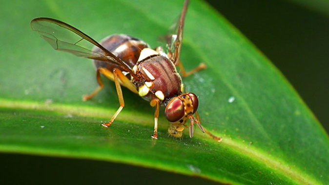 The Queensland Fruit Fly (MPI) 