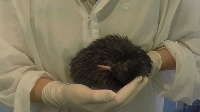 Leslie the Kiwi chick (Supplied)