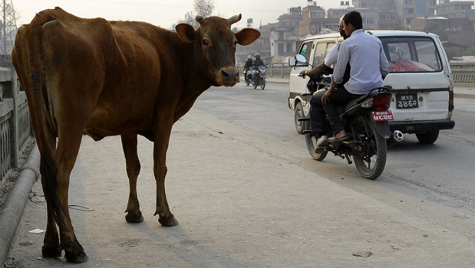 The country's Hindu majority considers cows sacred and several states already ban their slaughter. (Getty Images) 