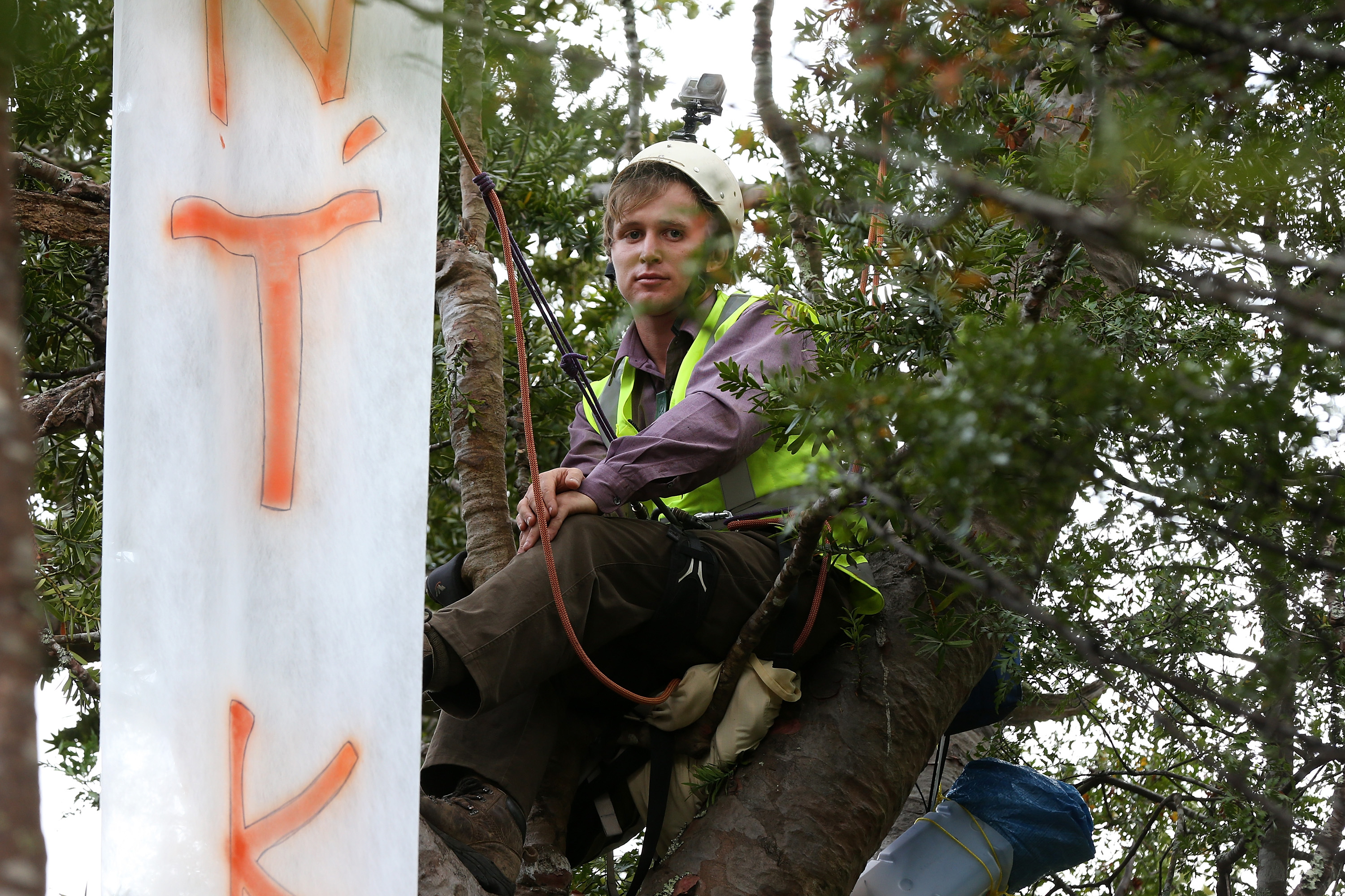 Environmental protester Michael Tavares sitting in a kauri tree marked for logging in Auckland. 