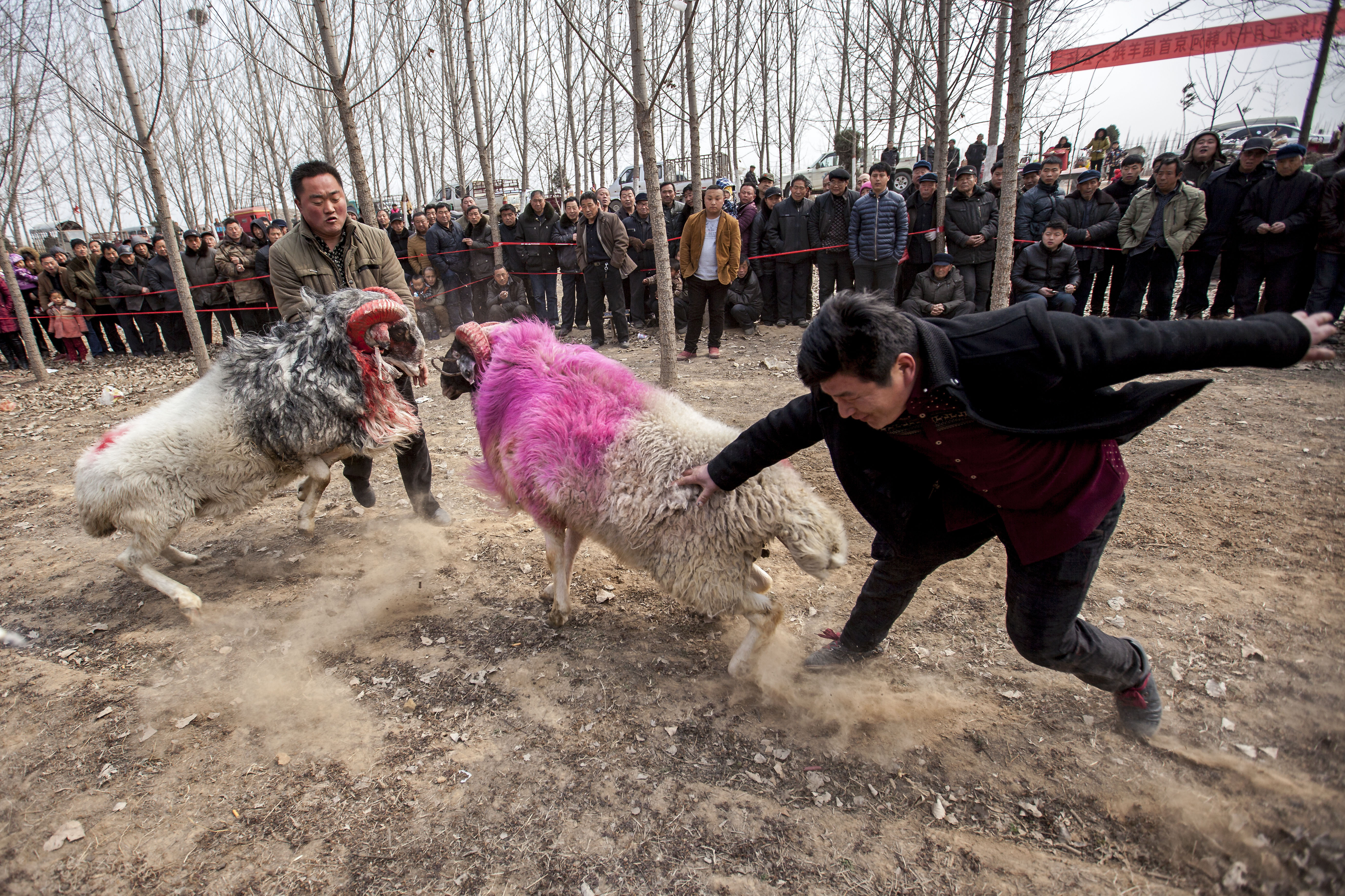 A ram fighting competition in Anyang, Henan province of China. Ram fighting competitions attract more than 40 ram fighting enthusiasts to participate this game with their rams.