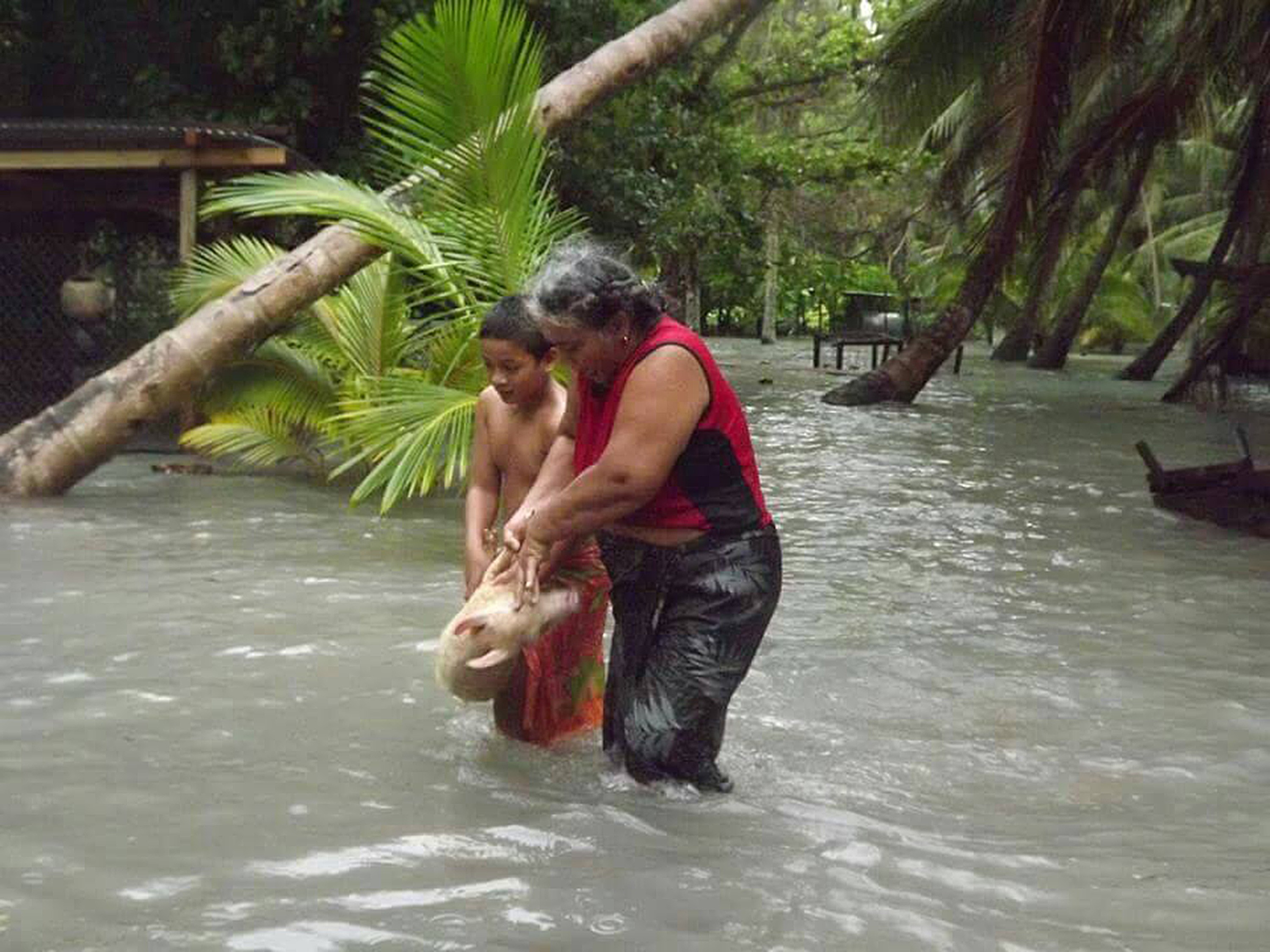  A woman and boy carry a pig through flood waters in Tuvalu.