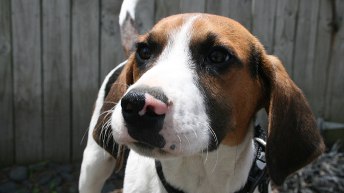 Morley, one of the new Harrier Hound sniffer dogs. (Supplied)