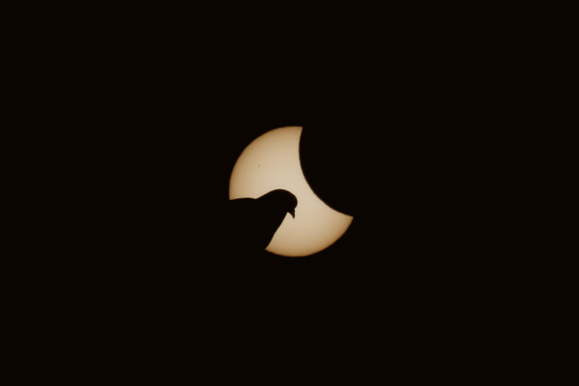 A dove is pictured in front of the sun during a partial solar eclipse in Munich.