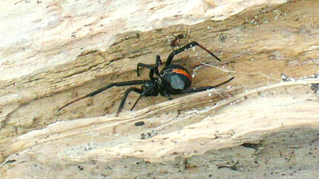 The famous Katipo spider 