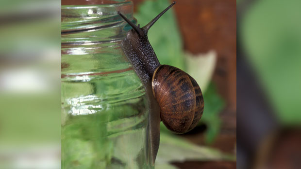 Snail population under threat from dam plans