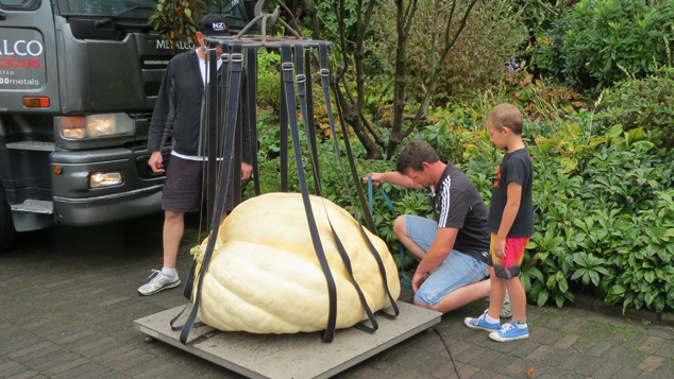 The giant Morrinsville pumpkin (Giant Pumpkins NZ) 