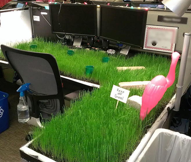 Some serious lawn work in the office (imgur)