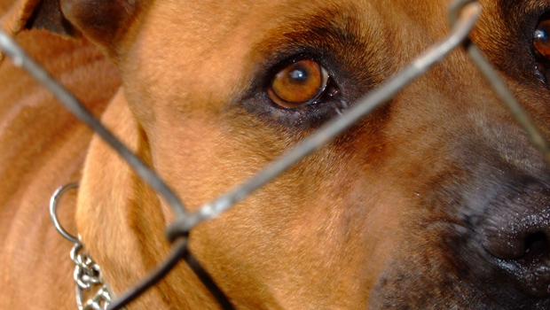 Dog trainer says education is key in curbing rise of domestic dog attacks