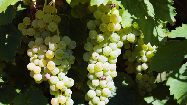 "Continuation of a trend": Winegrowers welcome early harvest 