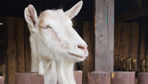 New goat-milking industry set for Ashburton?