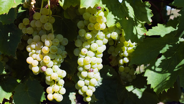 Wine industry confident in the long term despite current challenges 