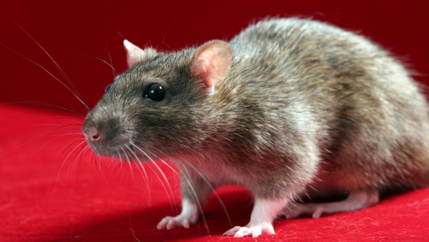 Explained: Why is the rat population in Auckland surging?